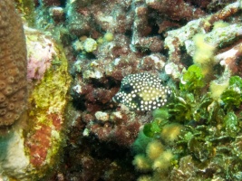 Juvenile Trunkfish IMG 7238